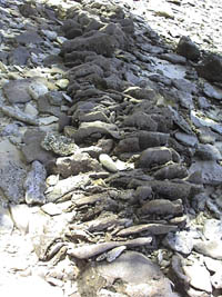 KVR, fishtrap 2