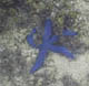 Star fish at Walung