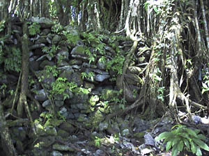 Wall with banyan tree