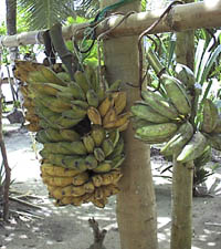 Walung bananas