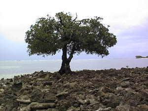 A lone tree on Yenasr Islet